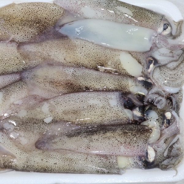 냉동 총알한치 2kg