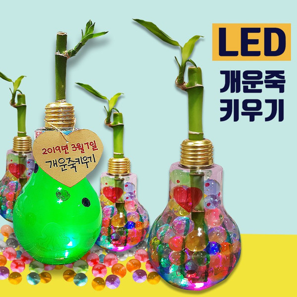 (DD) 두두엠 LED 반짝반짝 개운죽 키우기 5인세트