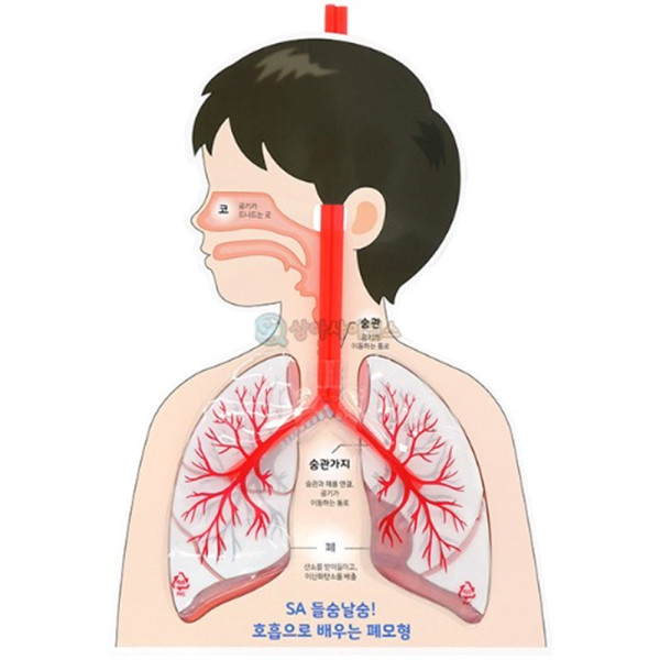 (SA) 들숨날숨 호흡으로 배우는 폐모형 (4인 세트)