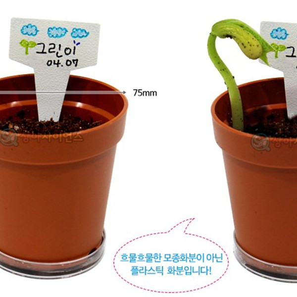 (SA) 강낭콩 기르기 (팻말형 1인)