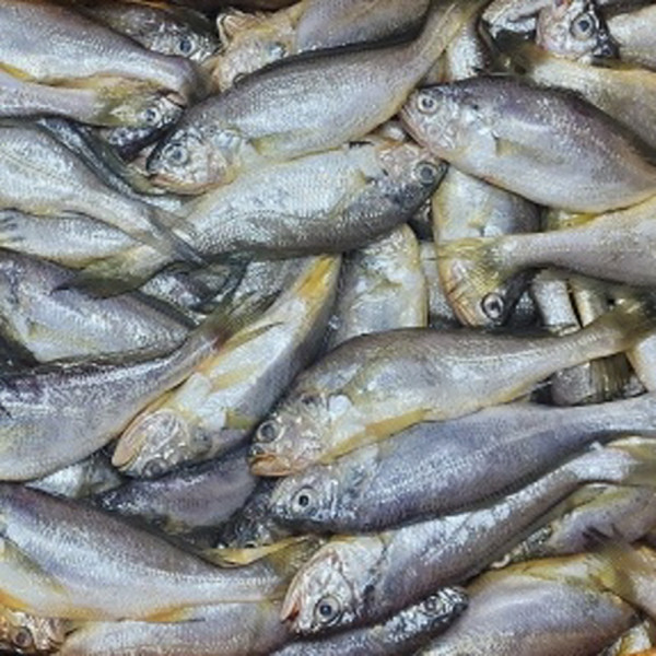 국내산 참조기 1kg