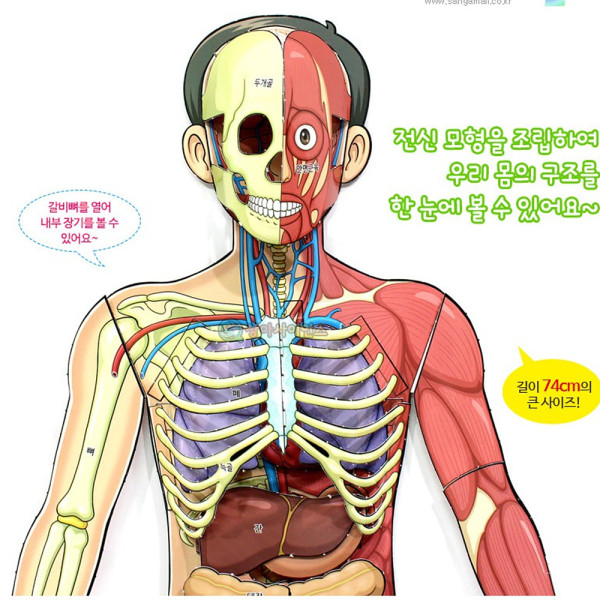 (SA) 인체의 신비 인체전신 입체모형(5인 세트)