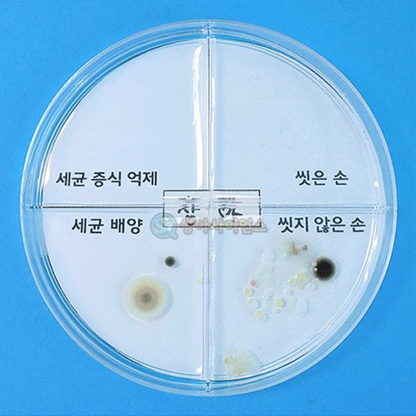 (SA) 세균 배양과 증식 억제 실험하기(4인)