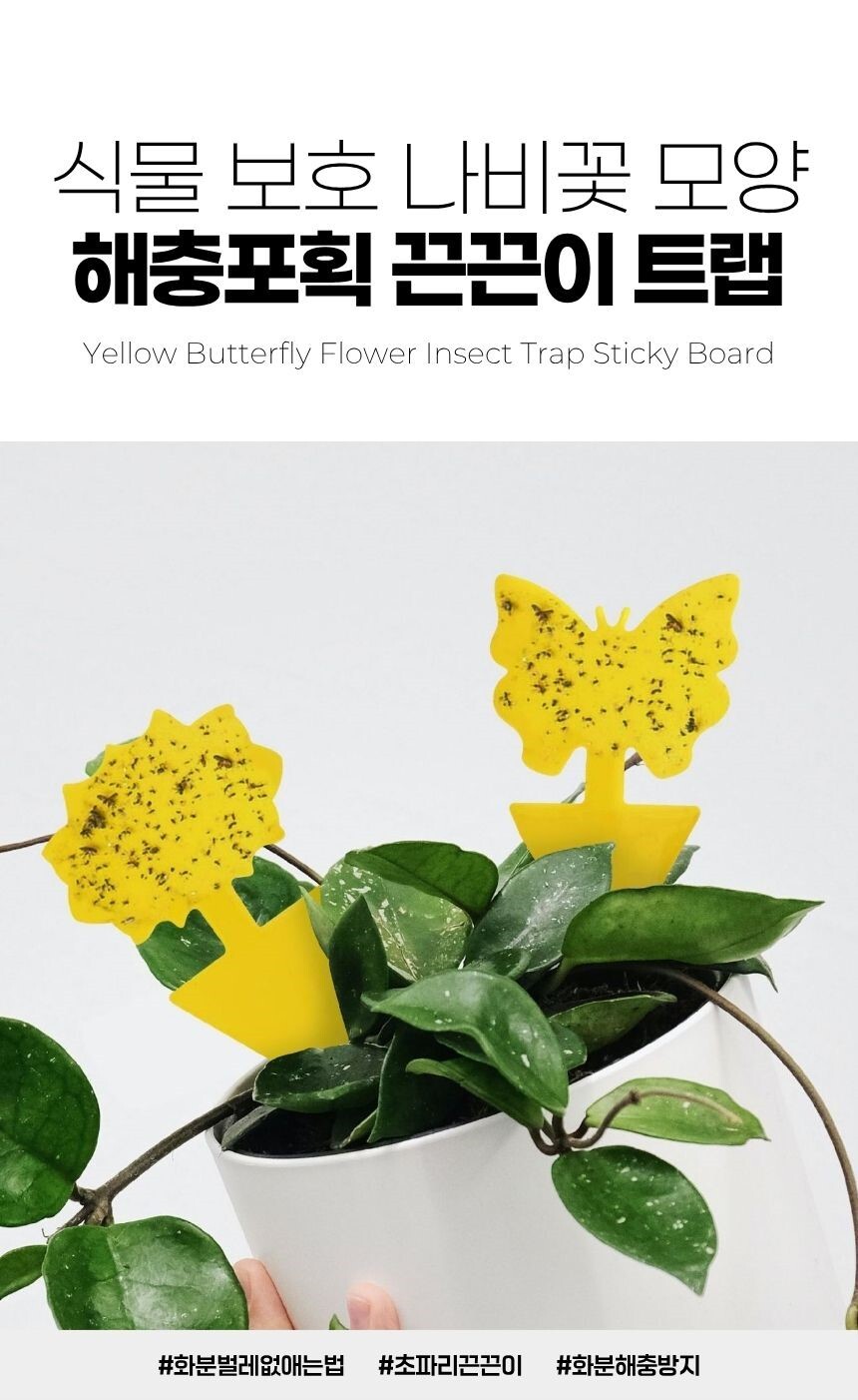 식물용 해충끈끈이 사용 예시 1
