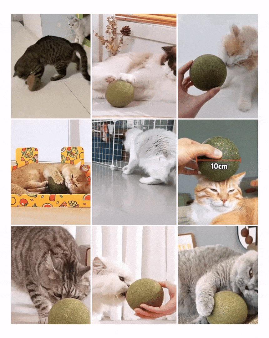 크레용펫 미치냥 고양이 대왕 캣닢볼 4size