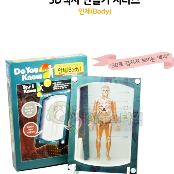 3D액자 만들기 인체 소화기, 근육, 뼈