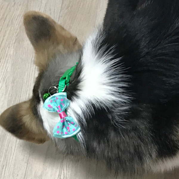 강아지 고양이 딸랑이 목줄 1P