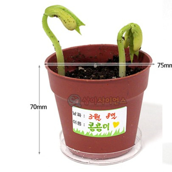 (SA) 강낭콩 기르기 (5인)