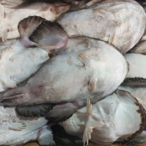생물 아귀 6kg