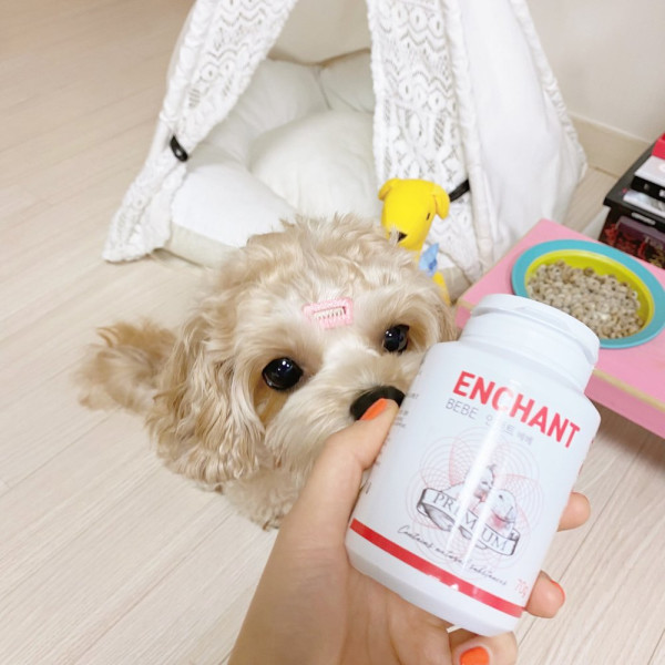 인챈트베베 어린 동물 영양제 강아지 고양이겸용