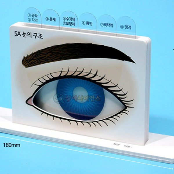 (SA) SA 눈의 구조 이해만들기(일반형)(1인)