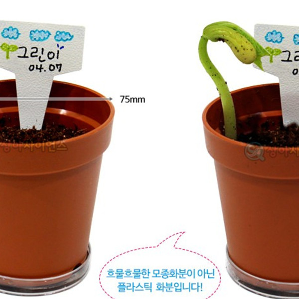 (SA) 강낭콩 기르기 (팻말형 5인)