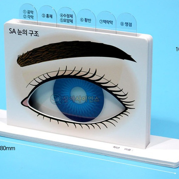 (SA) SA 눈의 구조 이해 (일반형)(5인)