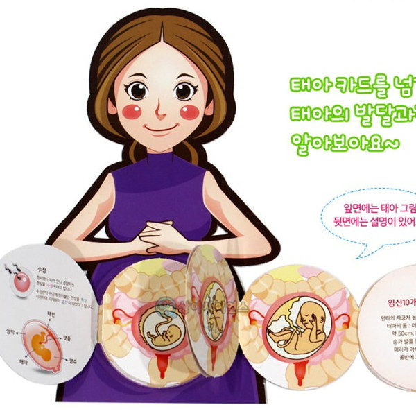 (SA) 인체의 신비-태아발달과정 (1인)