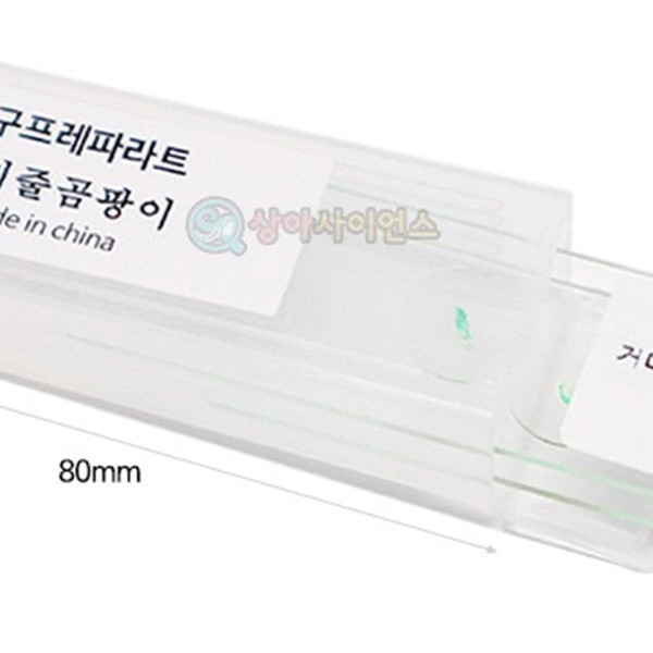 (SA) 영구프레파라트 (거미줄 곰팡이)(2매 1조)