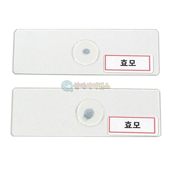 (SA) 효모 프레파라트 (2매 1조)