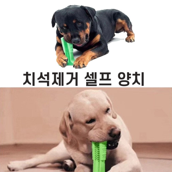 반려견용품 이빨 스케일링 입냄새 강아지치석제거칫솔