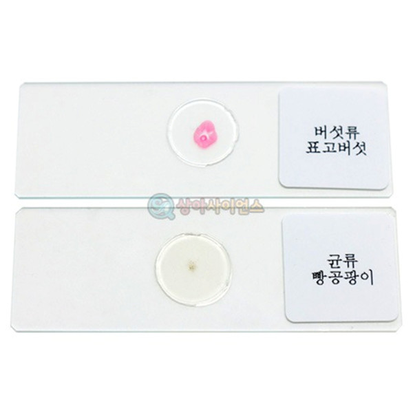 (SA) 빵곰팡이, 표고버섯 영구 프레파라트(2종 1조)