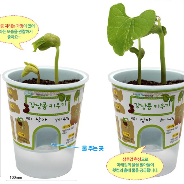 (SA) 거꾸로 물주기 화분 강낭콩키우기(1인)