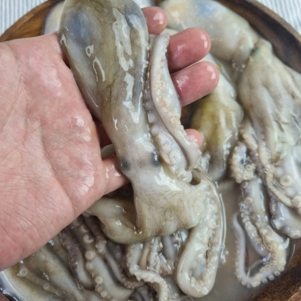 냉동 낙지 18미