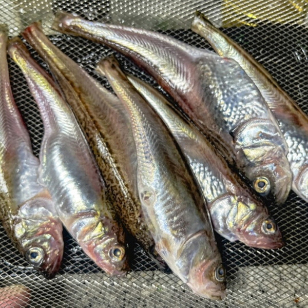 냉동 도루묵 1kg