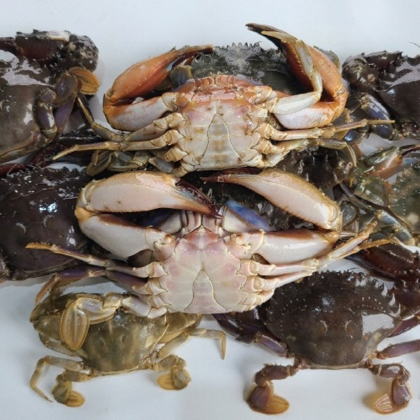 냉동 돌게 5kg
