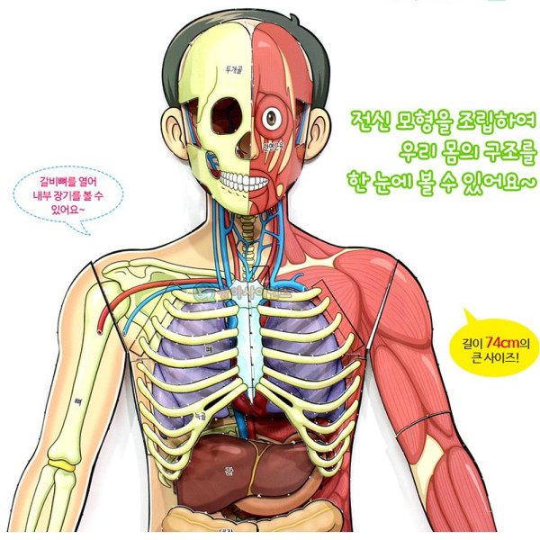 (SA) 인체의 신비 인체전신 입체모형(1인)