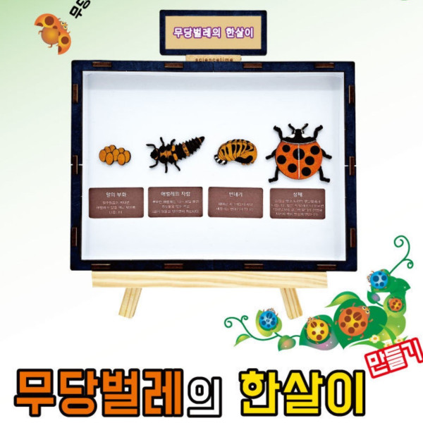 무당벌레의 한살이 만들기학습용 브로마이드 제공