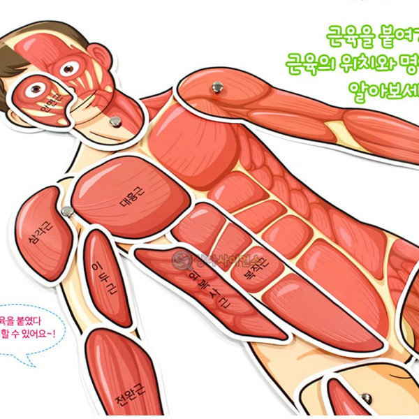 (SA) 인체의 신비-인체 근육 모형 (약70cm)(1인)