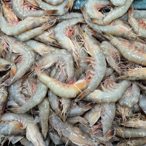 냉동 대하 생새우 왕새우 1kg