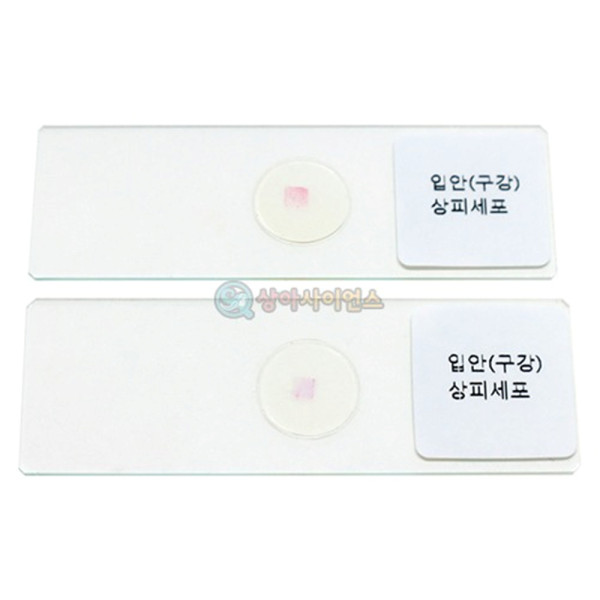(SA) 영구프레파라트(2매 1조) (입안 상피세포)