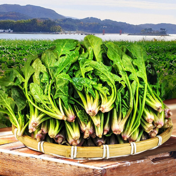 국내산 산지직송 남해 보물초 시금치 500g