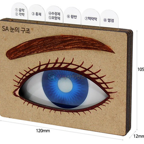 (SA) SA DIY 눈의구조(고급형)