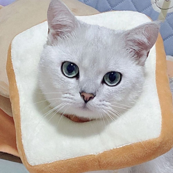 폭신한 넥카라 목보호대