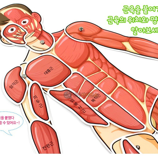 (SA) 인체의 신비 인체 근육 모형 ( 약70cm)(5인)