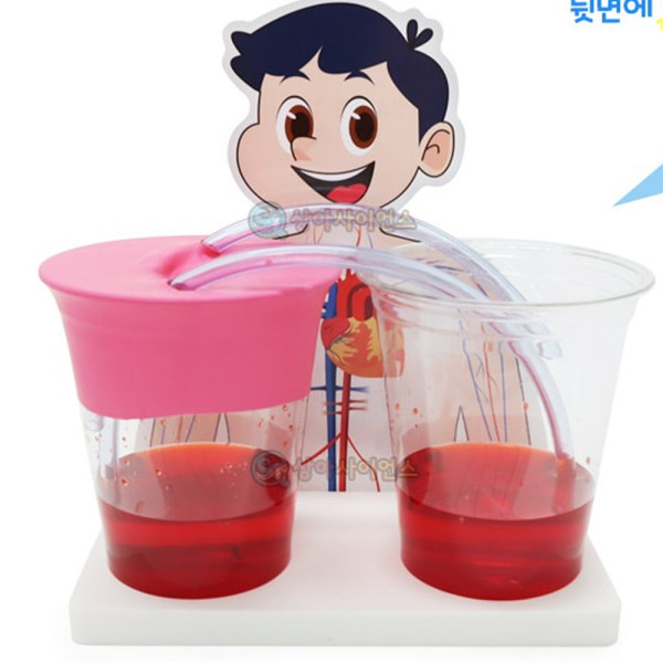 (SA) SA 순환기관 모형실험 (심장과 혈액순환) (1인)