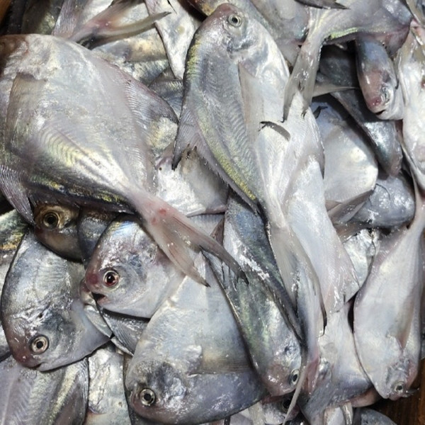 생물 병어 2kg