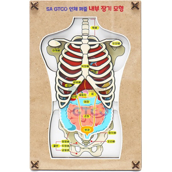 (SA) GTCO 인체 퍼즐 내부장기모형(3pcs)(1인용)