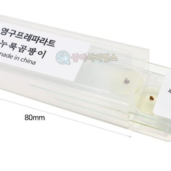 (SA) 영구프레파라트 (누룩 곰팡이)(2매 1조)