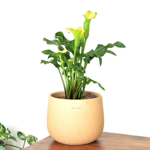 프리미엄 수제 토분 N104 20x17cm 피치퍼프 단품