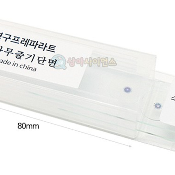 (SA) 영구프레파라트 (소나무줄기 단면)(2매 1조)