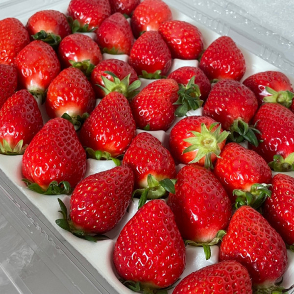 논산 설향딸기 700g
