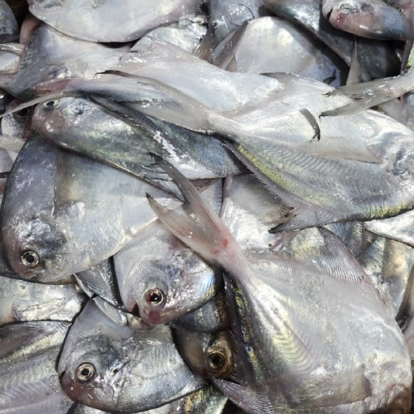 급냉 병어 1kg