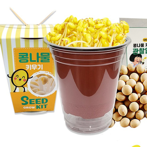 (DD) 두두엠 콩나물 키우기 (관찰일지포함)
